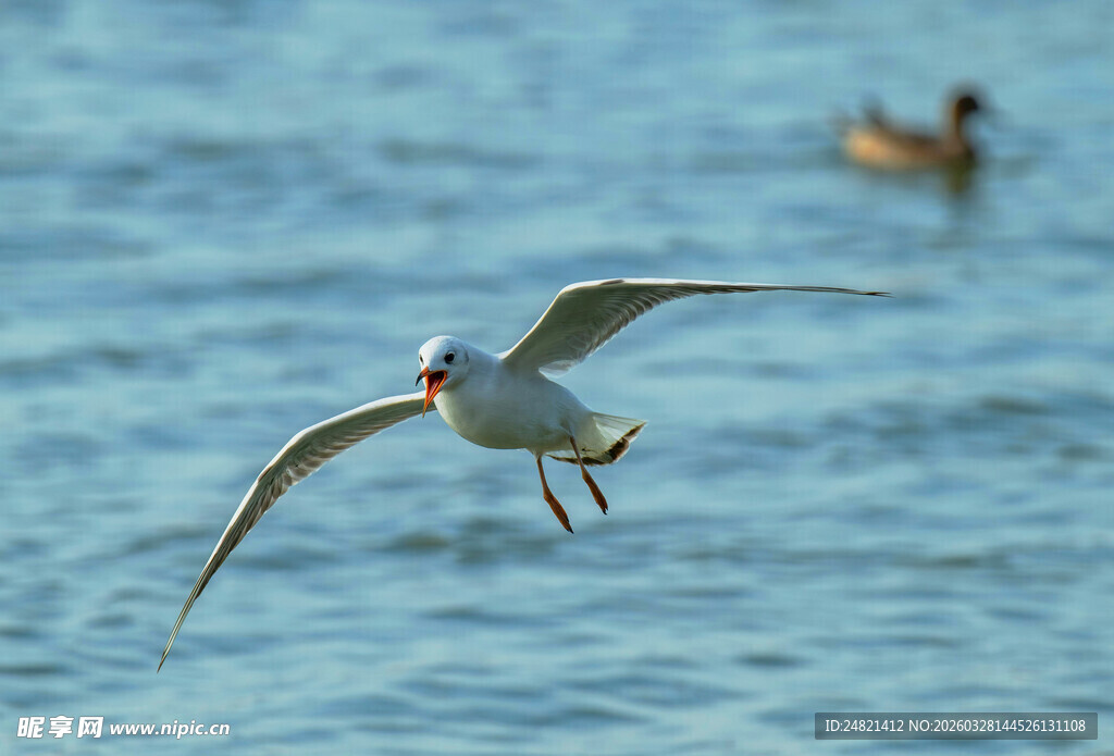 海鸥于海面翱翔