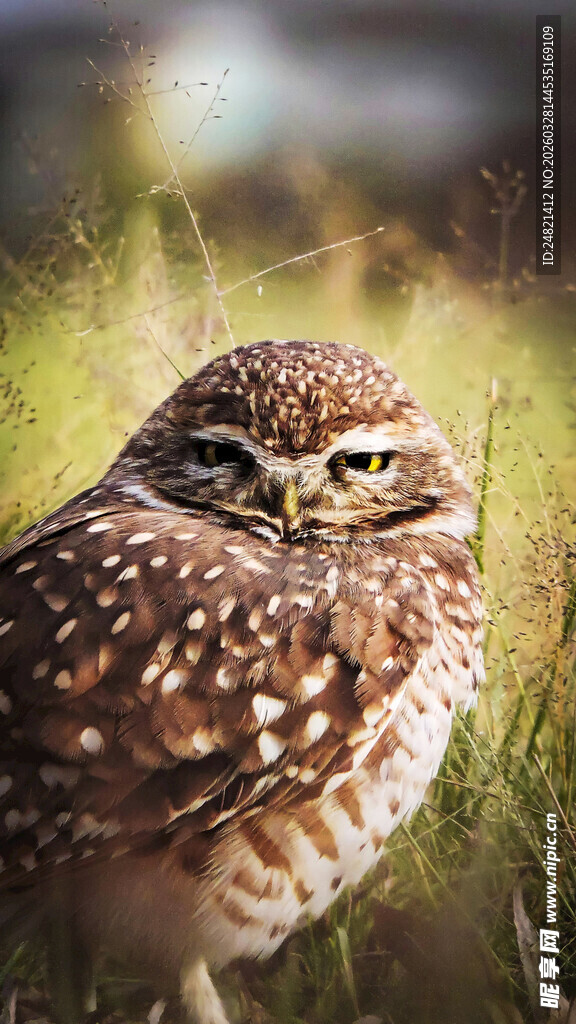 草地上眼神锐利的猫头鹰