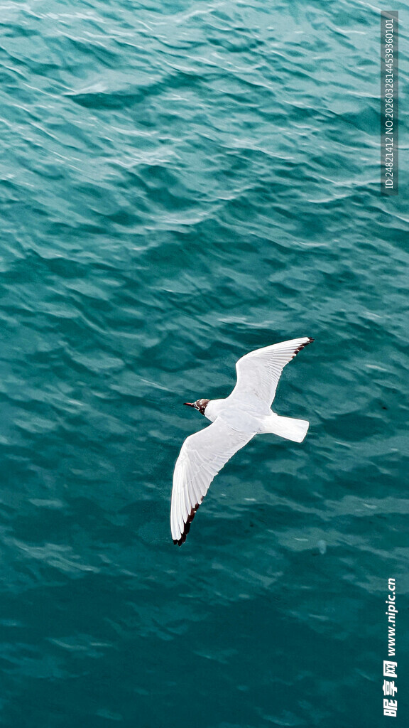 海面上飞翔的白色海鸥