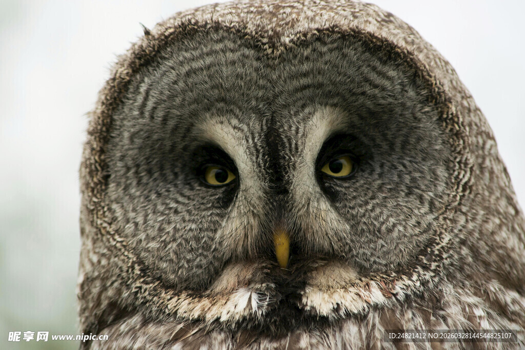 大灰猫头鹰特写