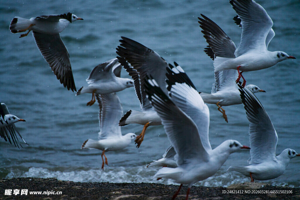 海鸥群舞于海面