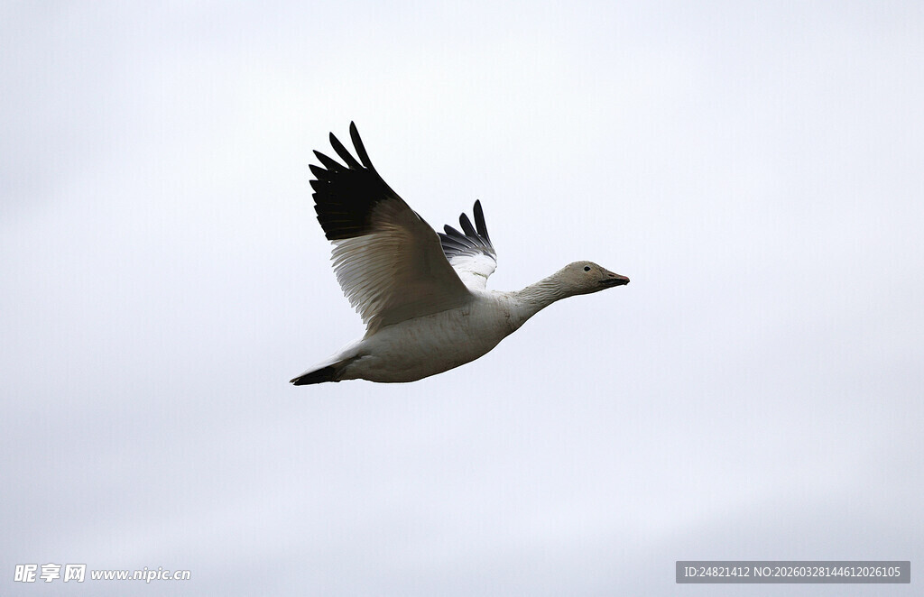 天空中飞翔的白鸟