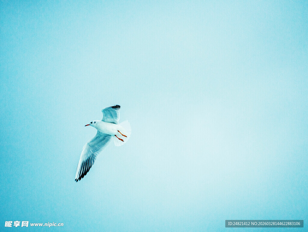 蓝天中翱翔的海鸥