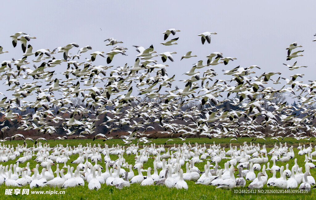 万鸟齐飞的壮阔田园景象