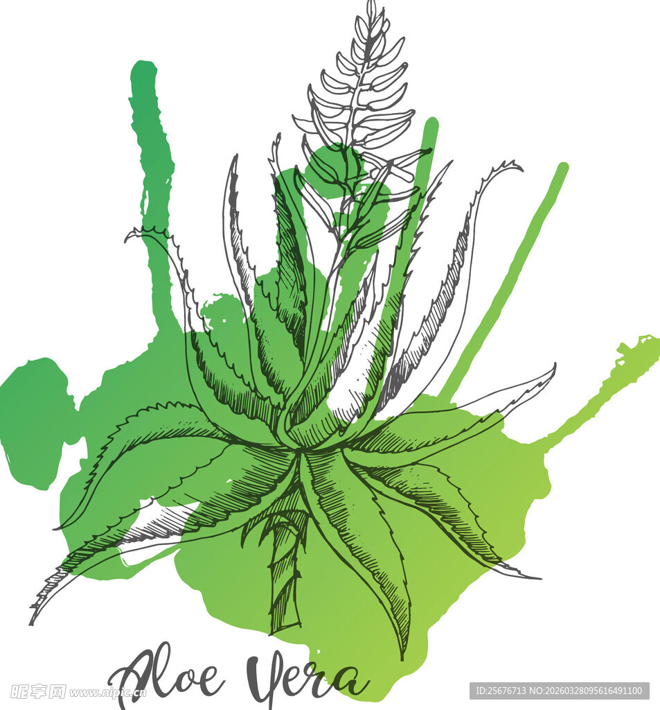 手绘绿色芦荟植物插画