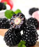 黑莓