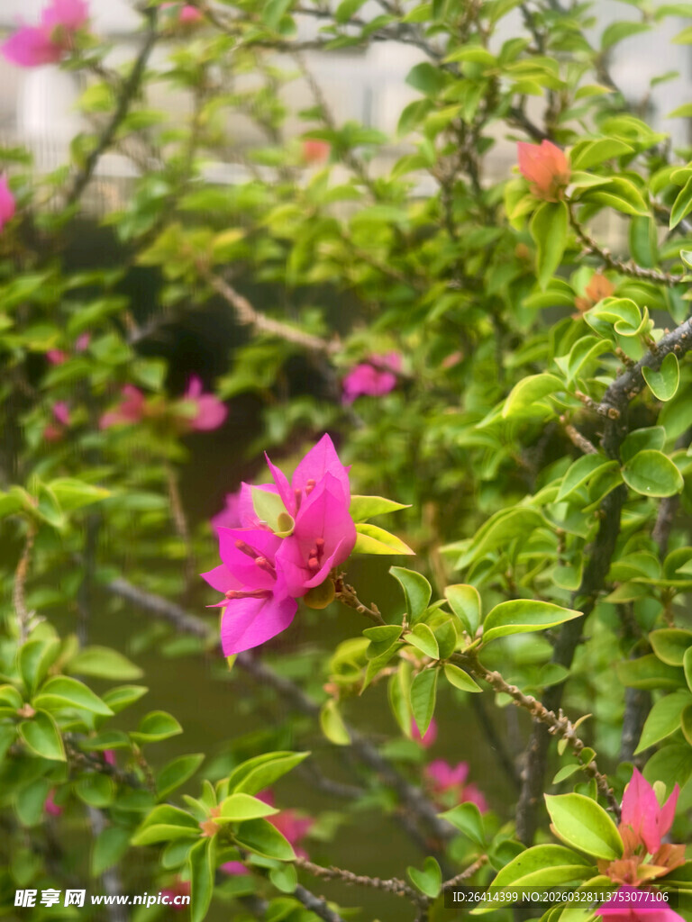 娇艳粉色花朵绽放绿叶间