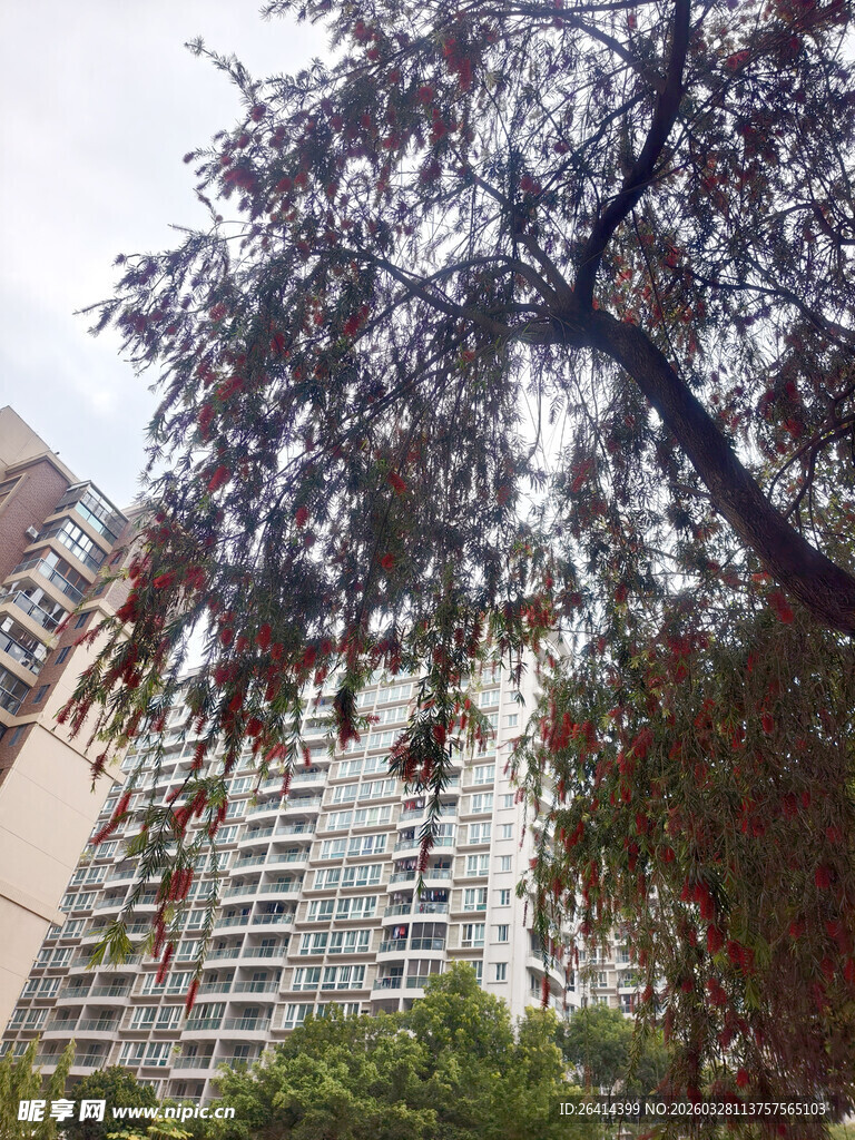 高楼旁枝叶繁茂的大树