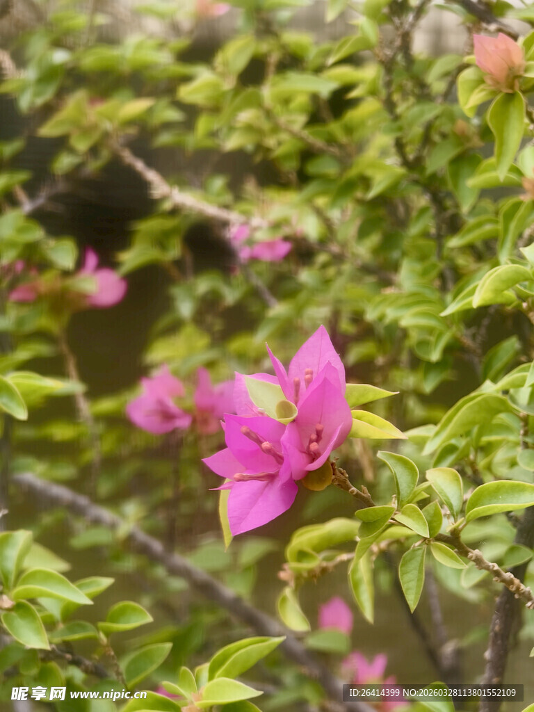 娇艳绽放的粉色杜鹃花
