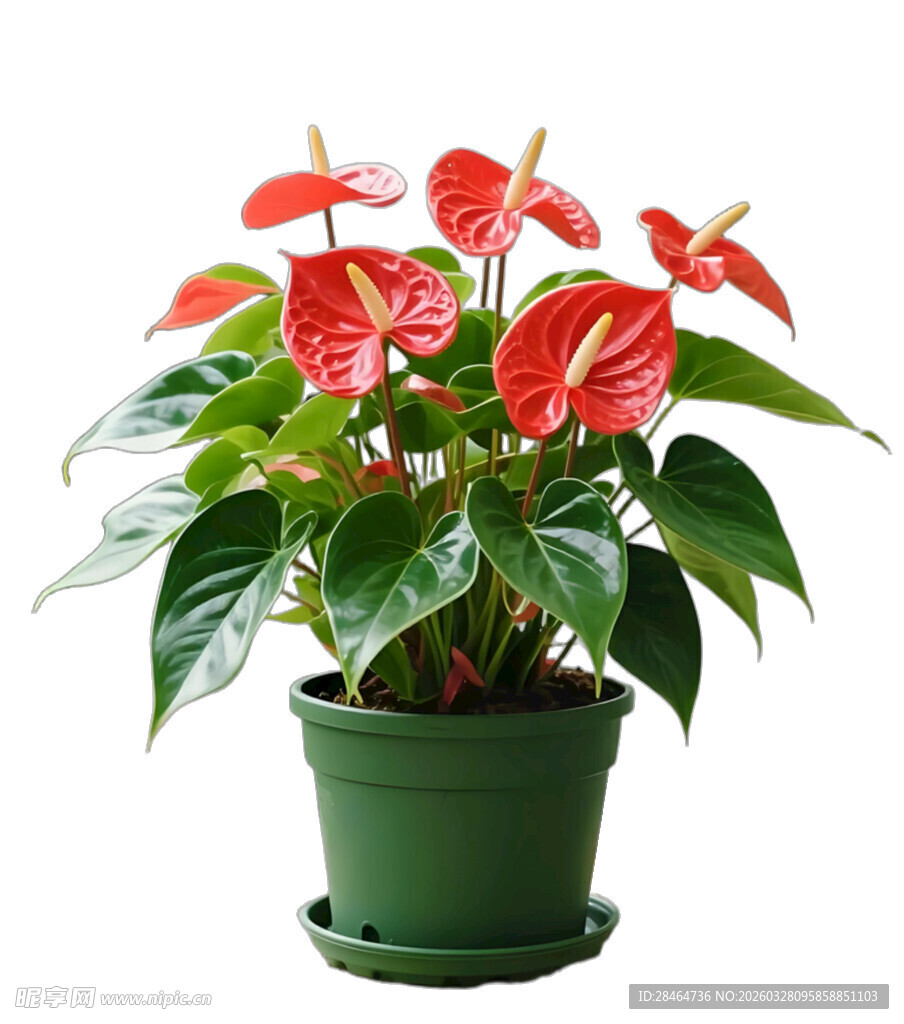 红掌盆栽植物绿意盎然