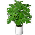 白色花盆中的龟背竹植物