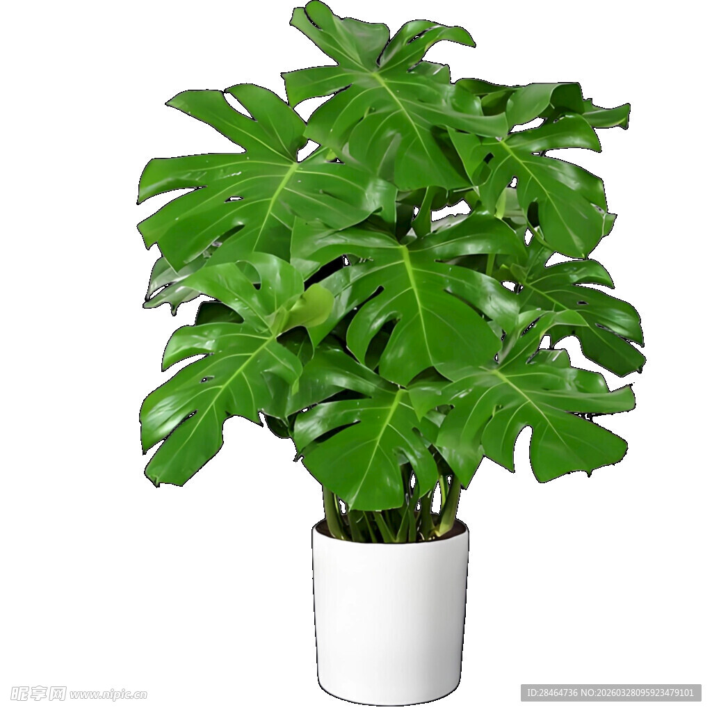 白色花盆中的龟背竹植物