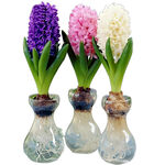 三株风信子插于精致花瓶