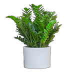 金钱树  雪铁芋