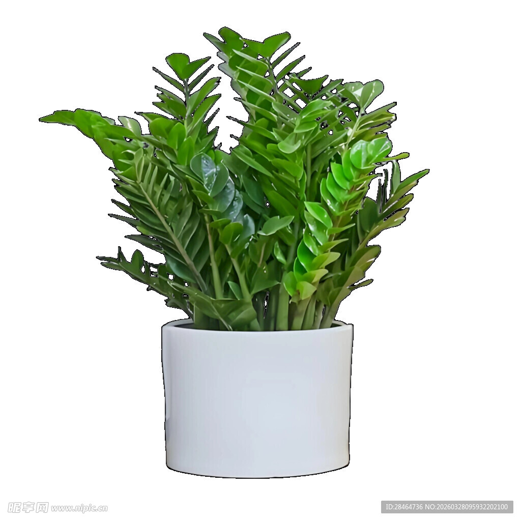 金钱树  雪铁芋