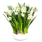 白色花盆中的清新水仙花