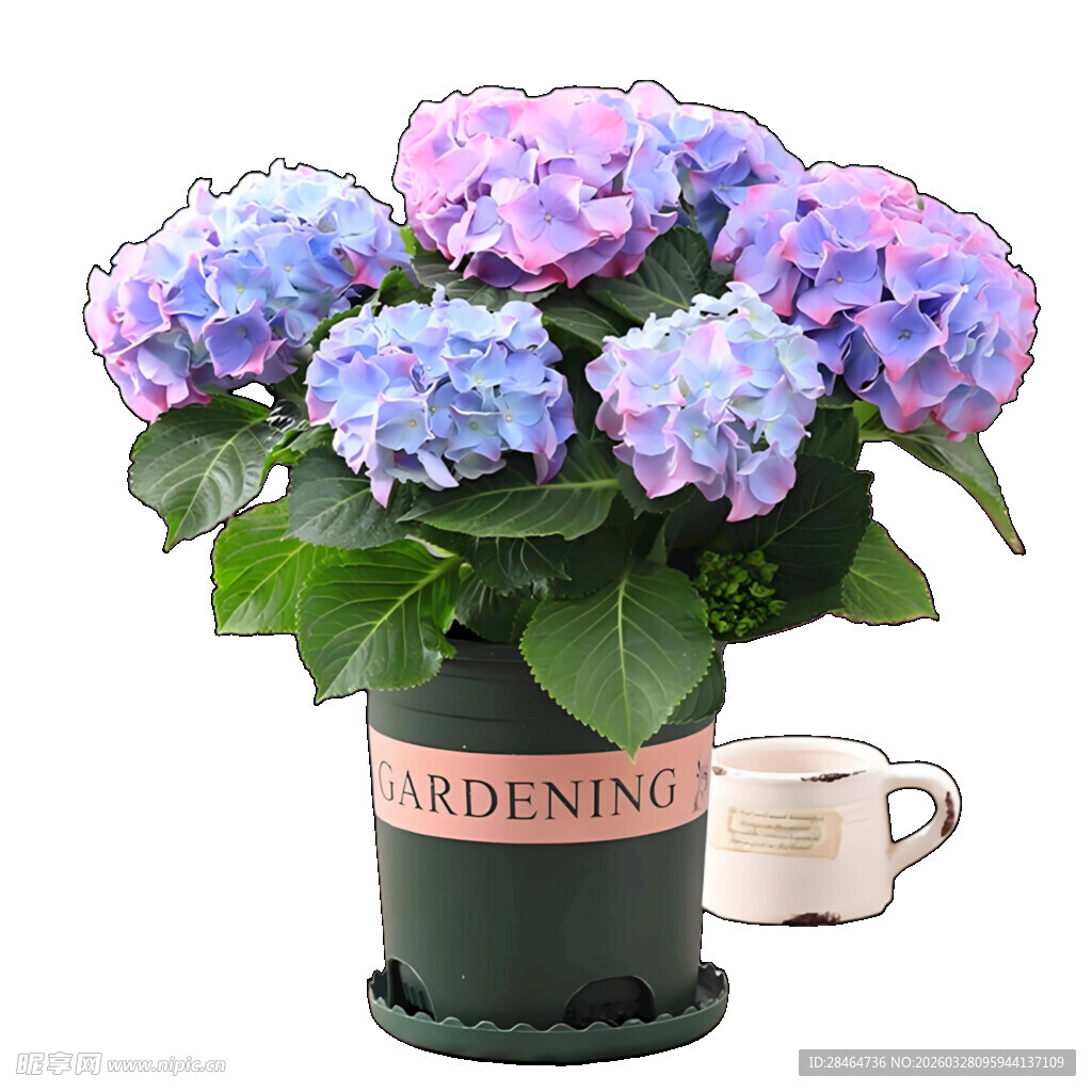 蓝紫色绣球花盆栽
