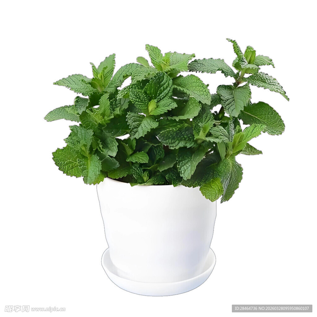 白色花盆中的清新薄荷叶