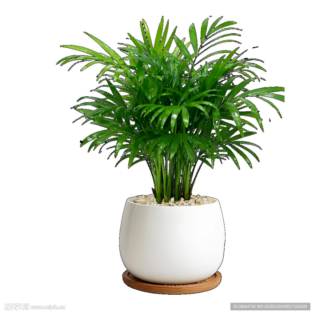 白色花盆中的翠绿袖珍椰子