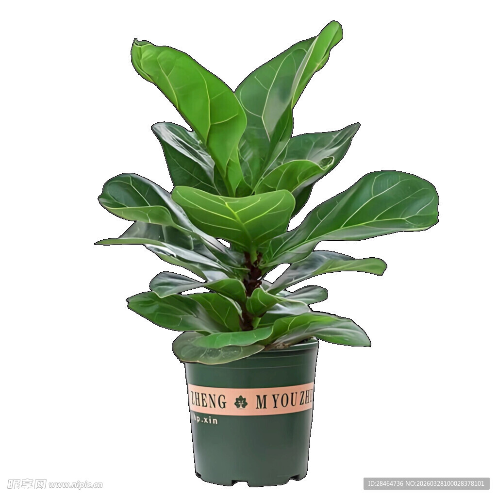 盆栽绿植琴叶榕