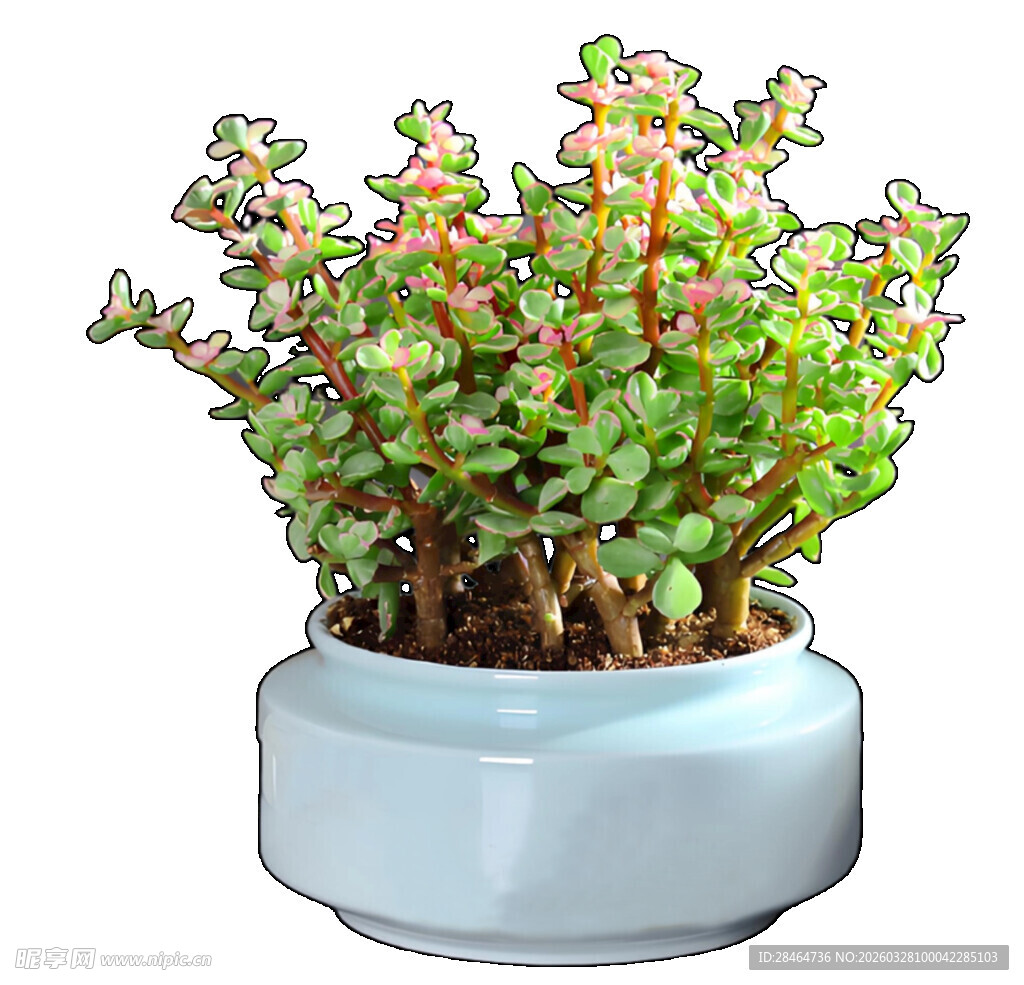 金枝玉叶多肉植物