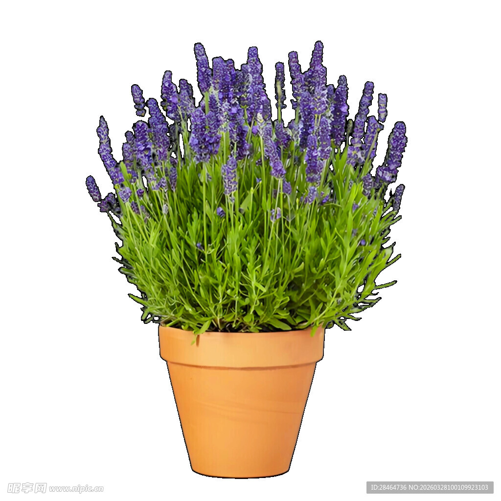 陶盆中的紫色薰衣草植株
