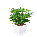 免扣素材  鸭掌木