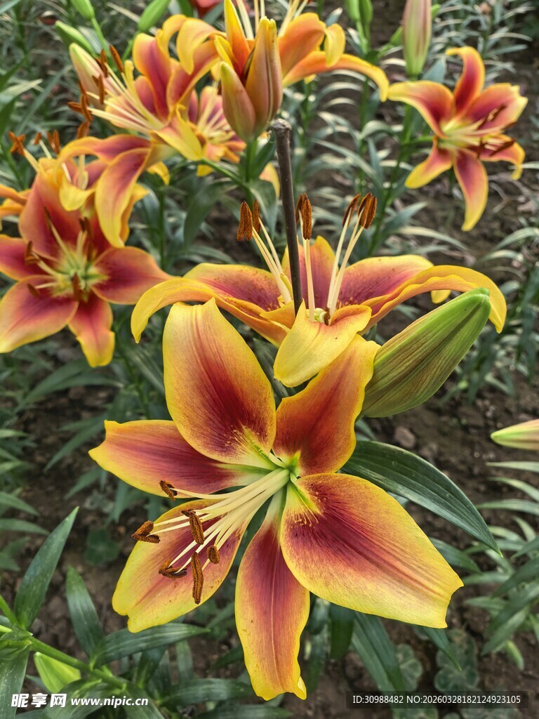 艳丽多彩百合花绽放