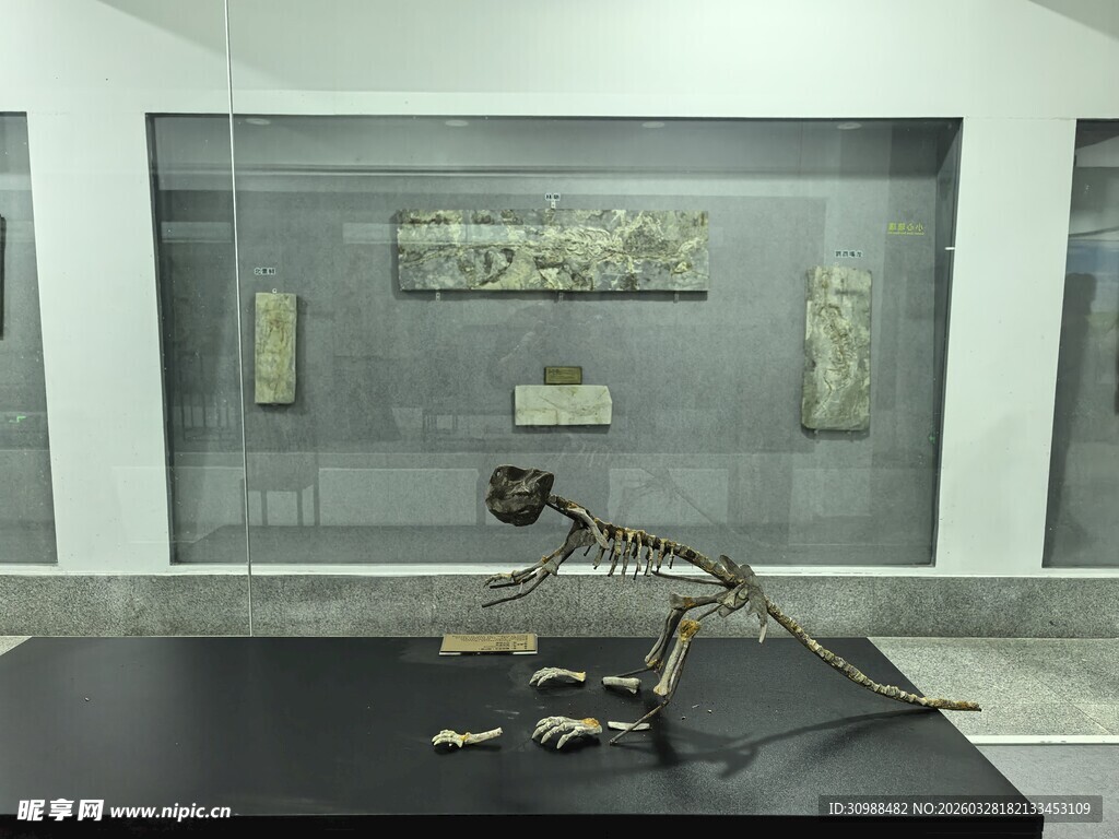 博物馆中的古老恐龙骨架