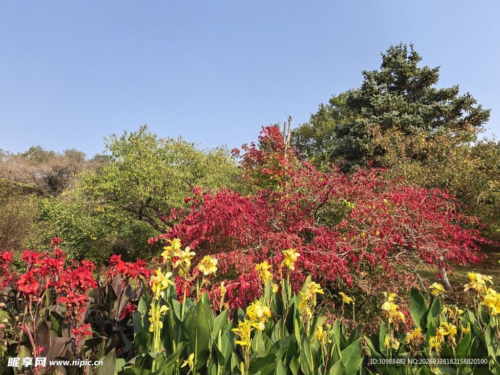 多彩花卉与葱郁树木景观