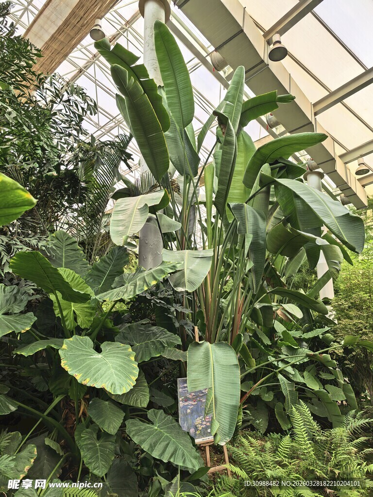 温室中的多样绿植景观