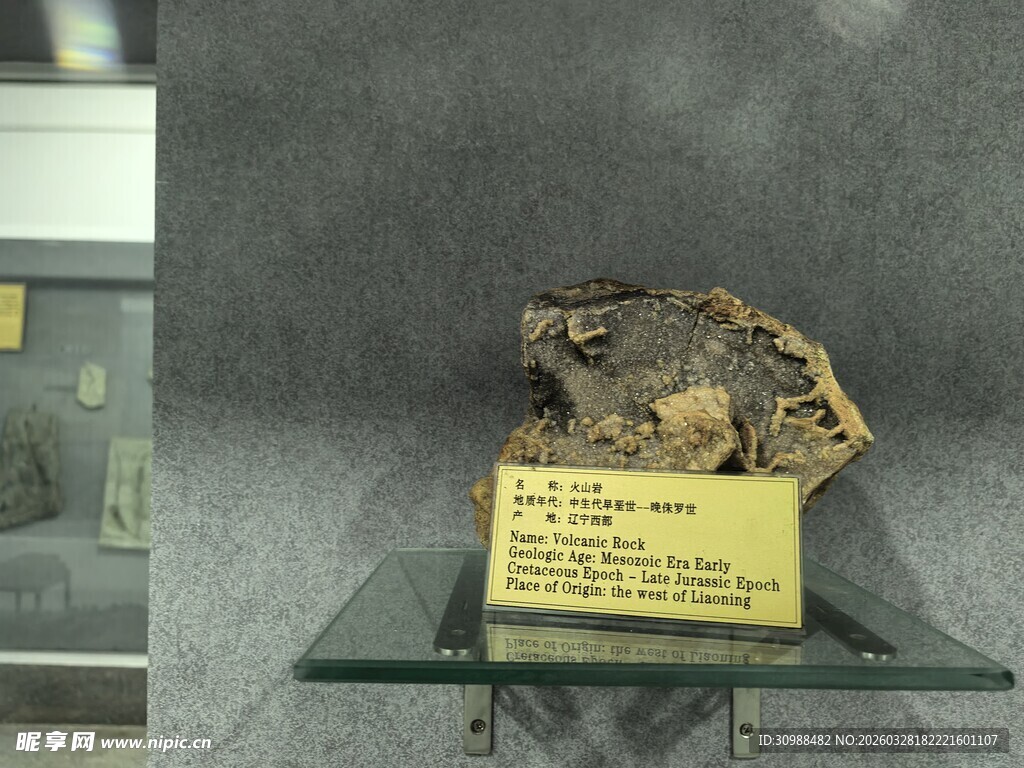 远古动物化石标本展示