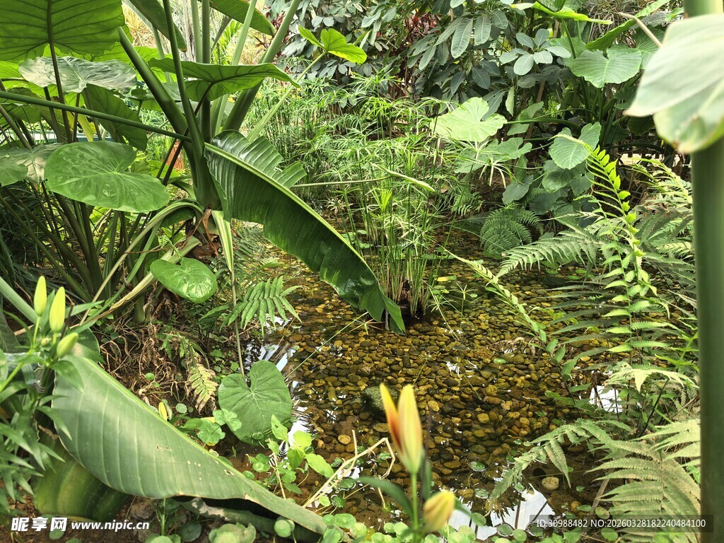 繁茂的热带植物景观