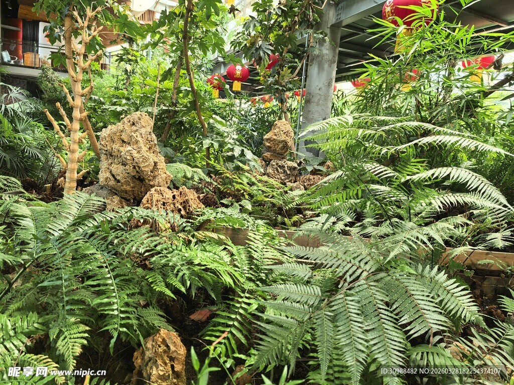 花园中的绿植与娇艳花朵
