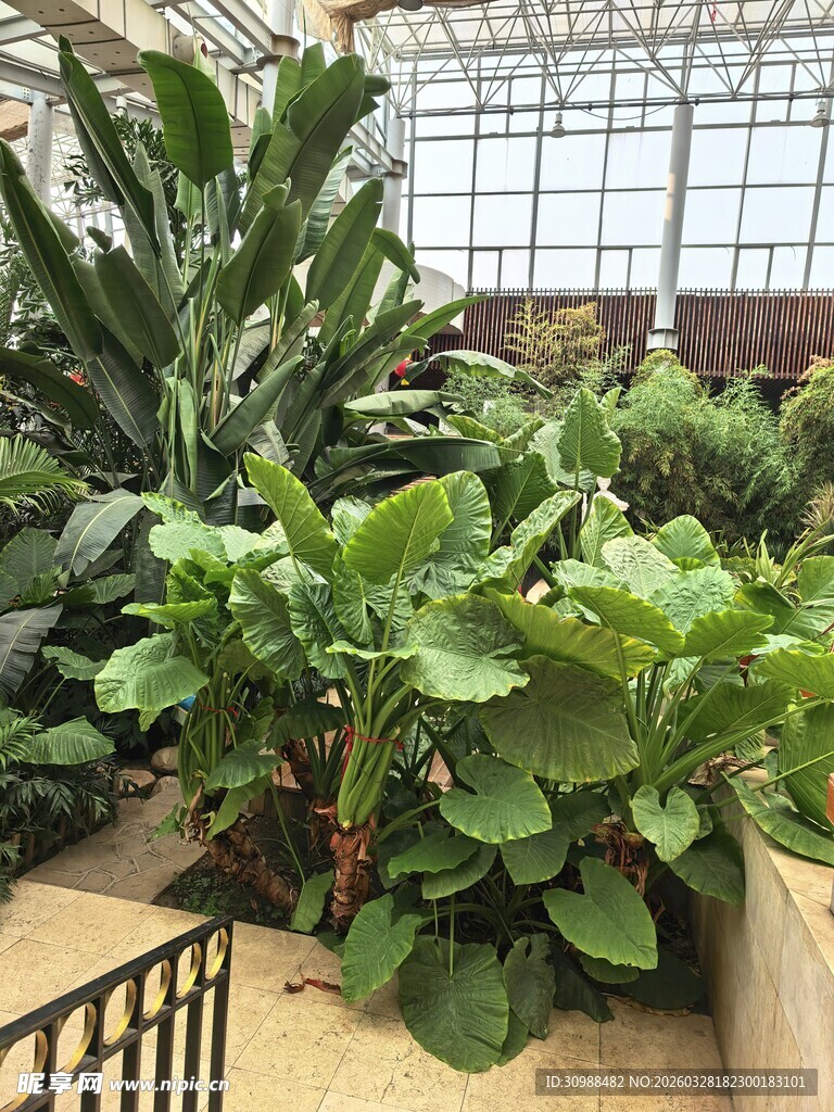 温室中的多样绿植景观