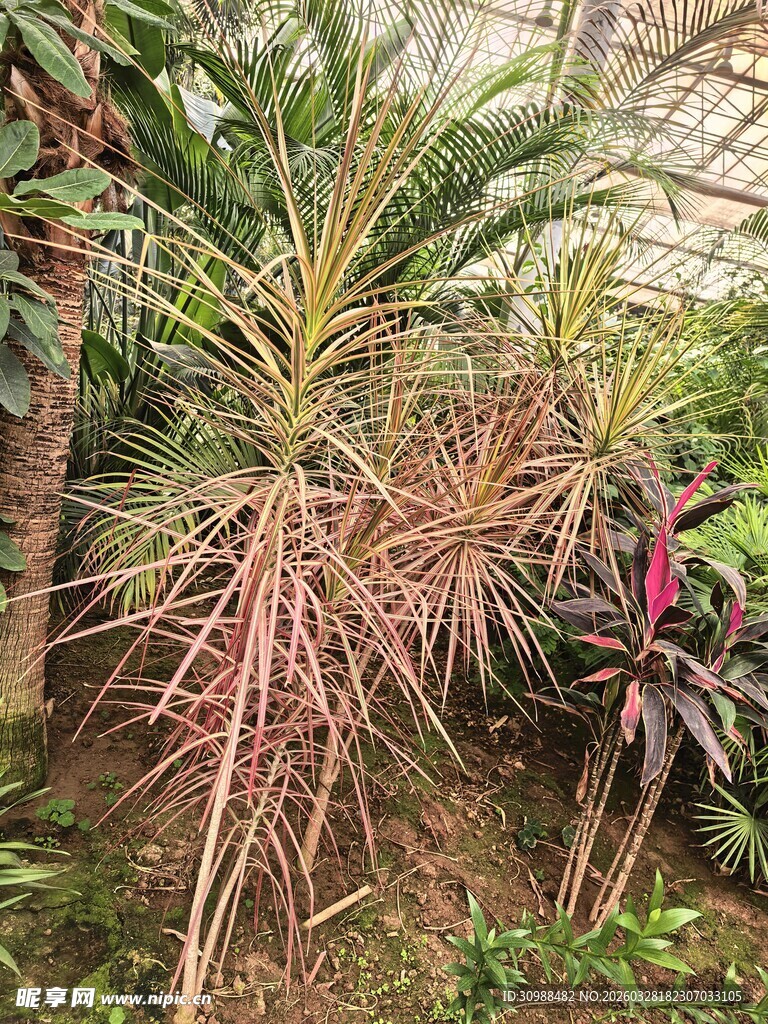 奇特带刺植物景观