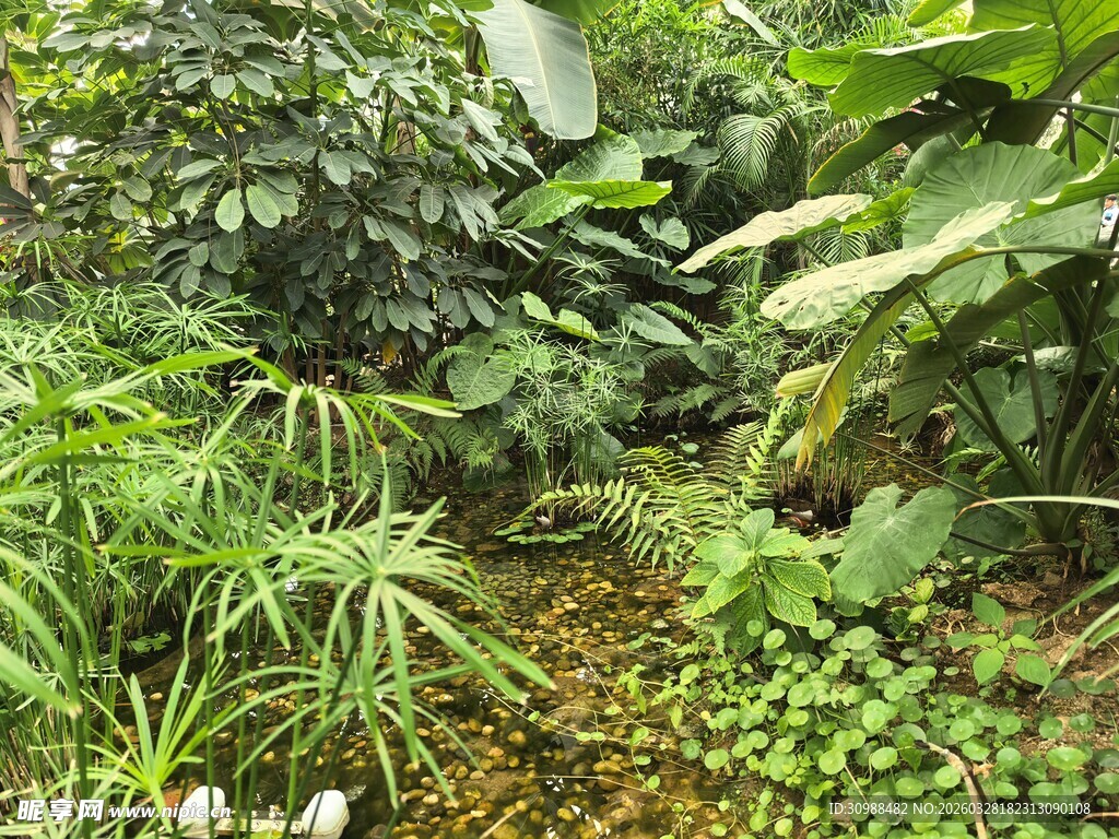 繁茂绿植构成的自然景致