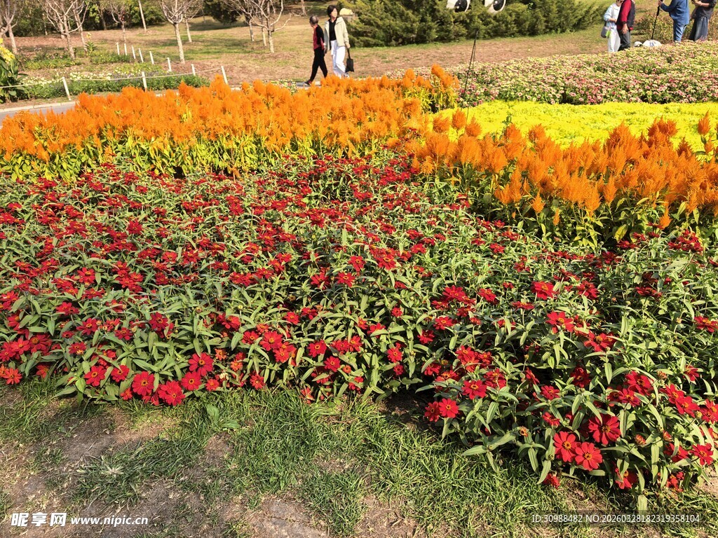 多彩花卉装点美丽花园
