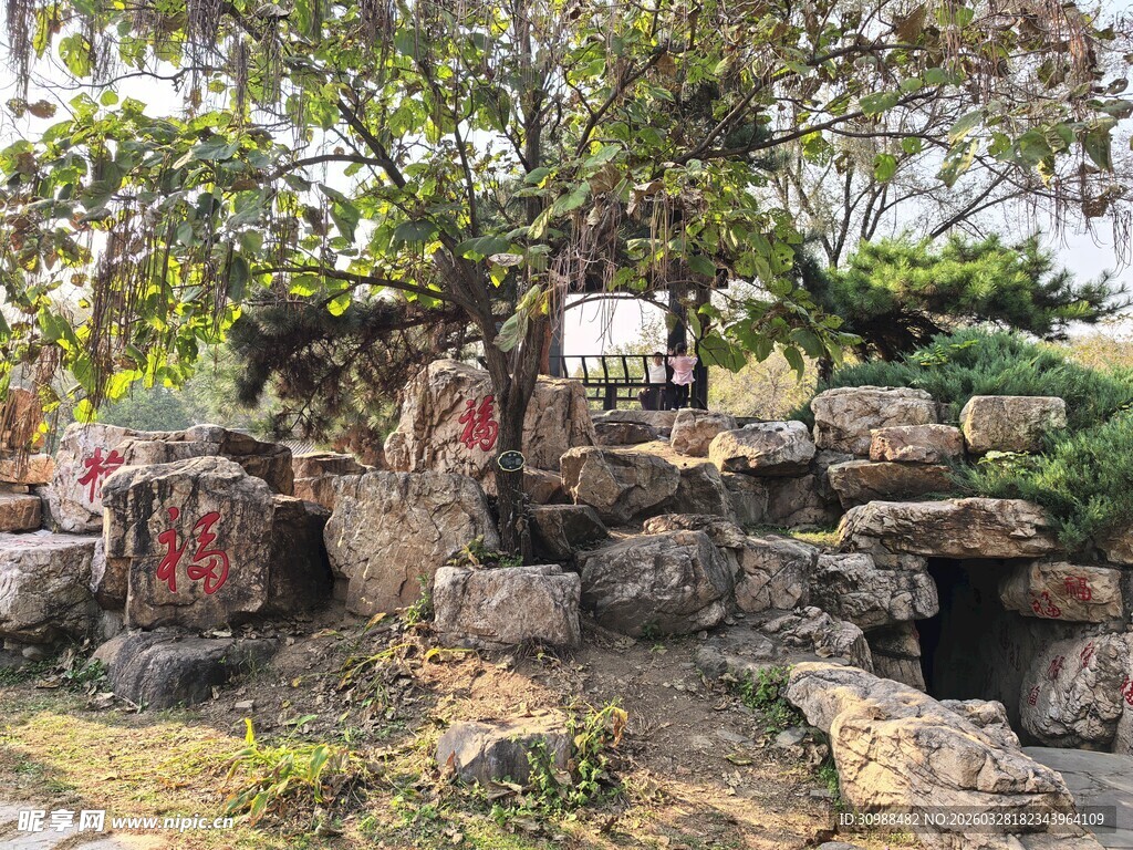 园林石景与繁茂树木景观