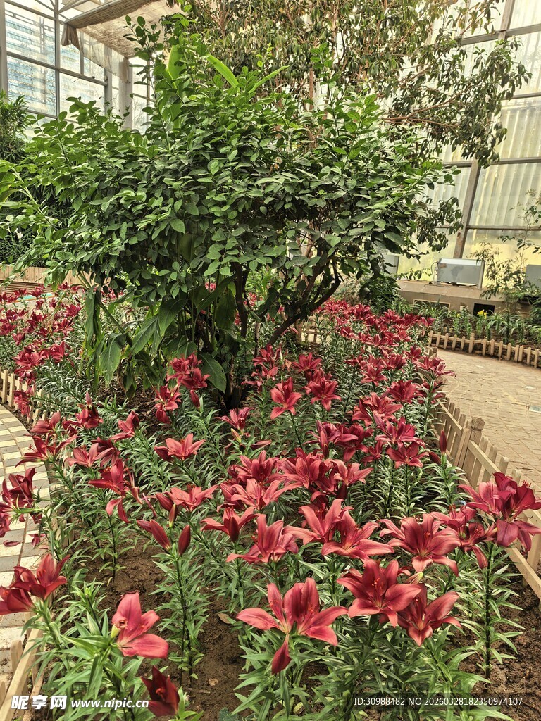 花园中绽放的多彩花卉