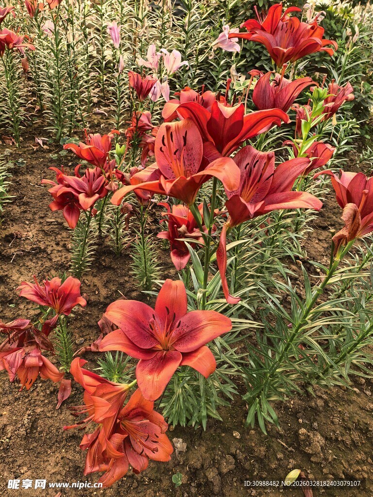 鲜艳盛放的红色百合花