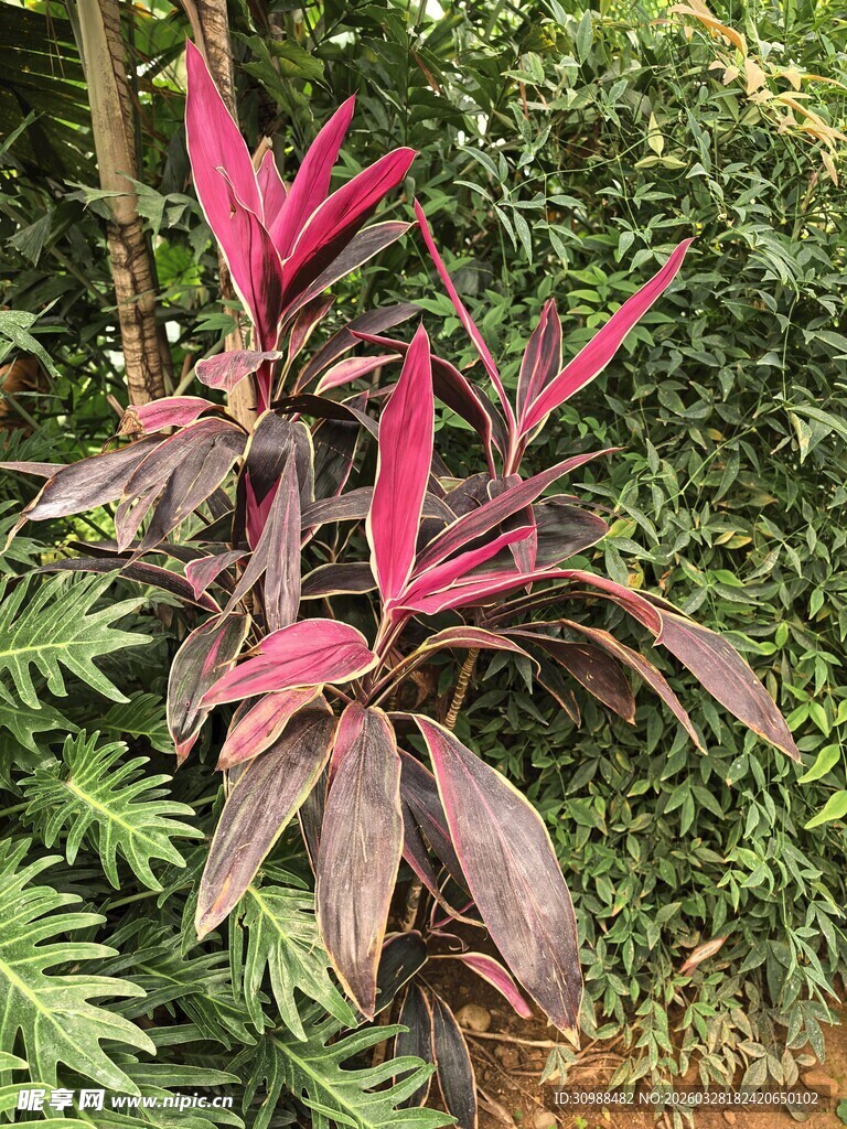 紫红叶植物的自然景致