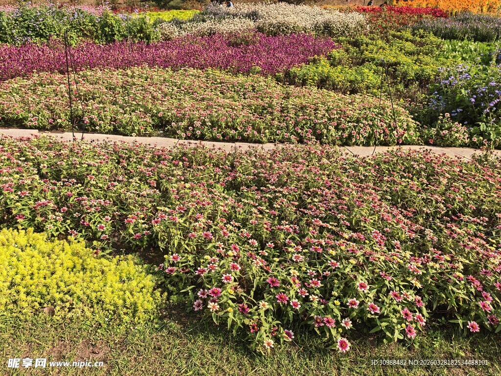 多彩花卉种植园景观