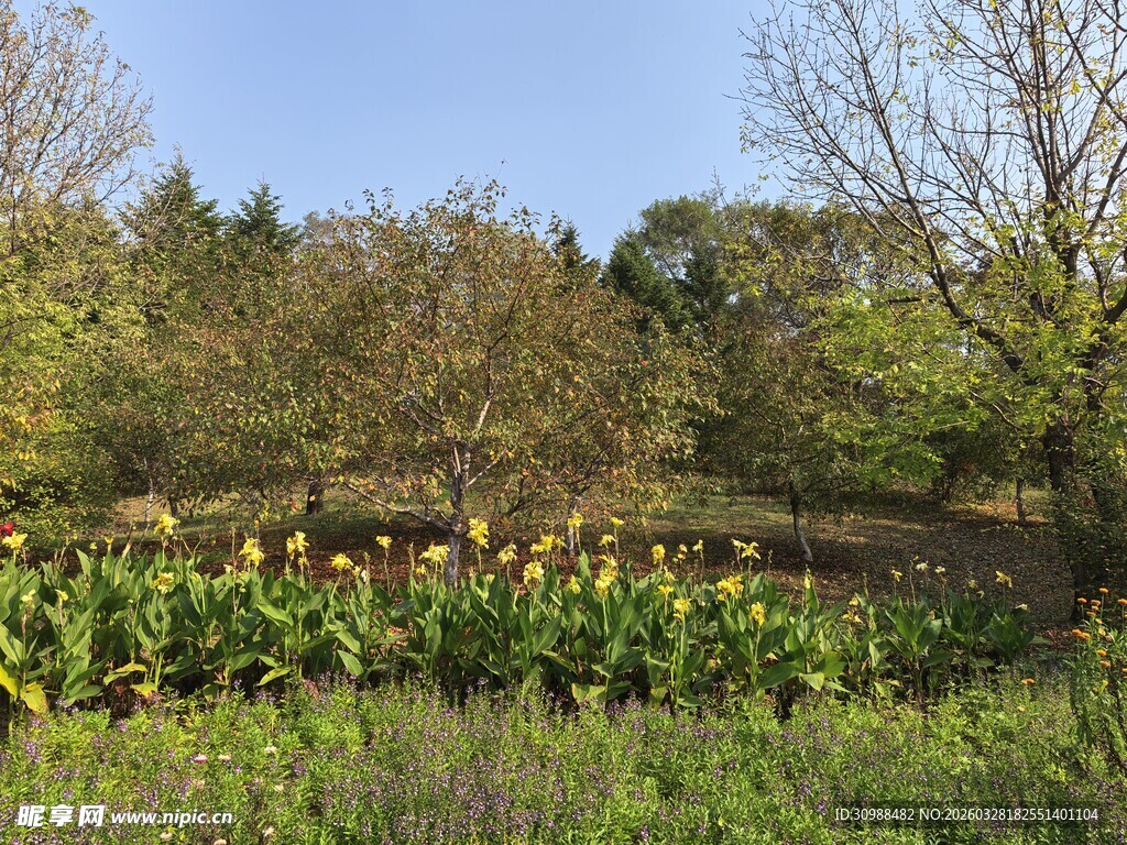 田野中的多彩花卉景观