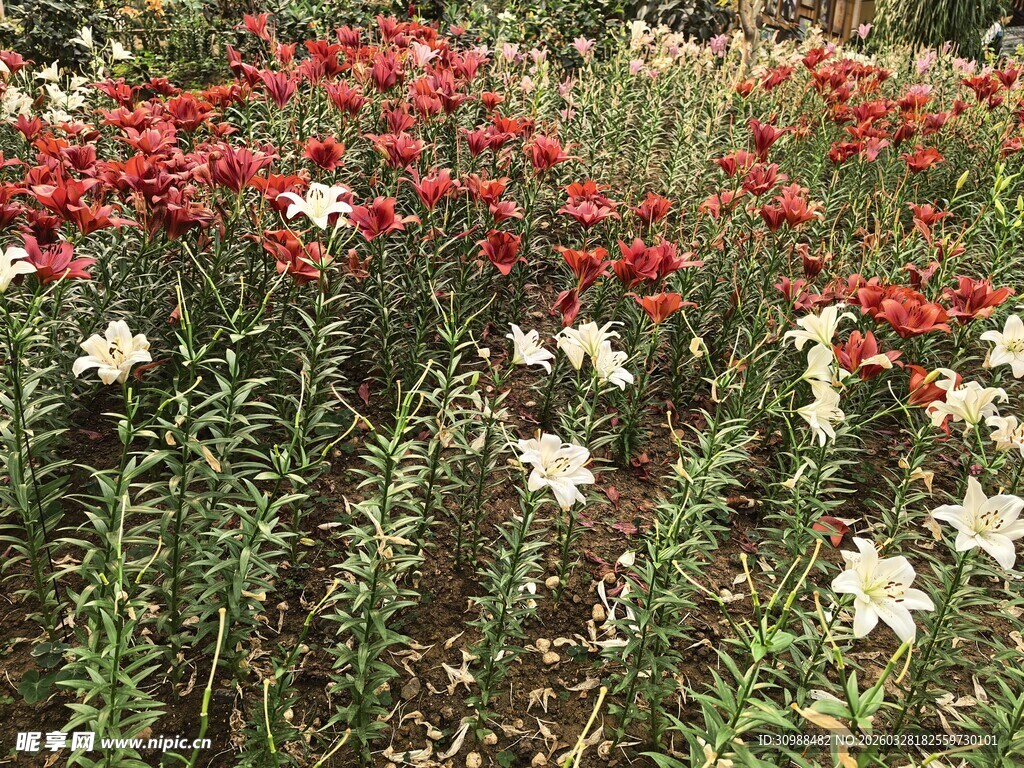 多彩花卉绽放美丽花田