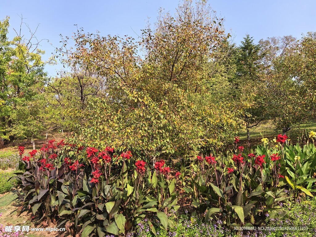 多彩花卉与葱郁树木景观