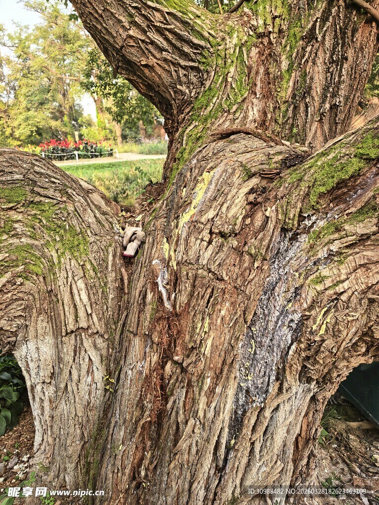 古老沧桑的大树根部