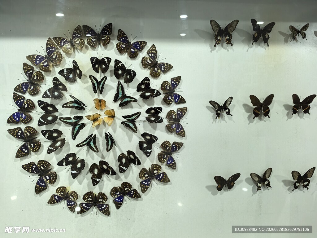 蝴蝶标本艺术展示