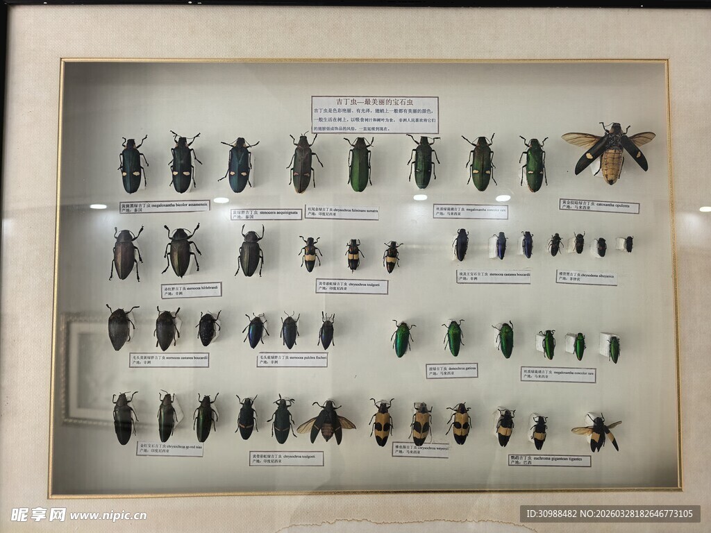 昆虫标本展示