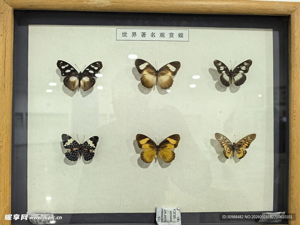 蝴蝶标本展示